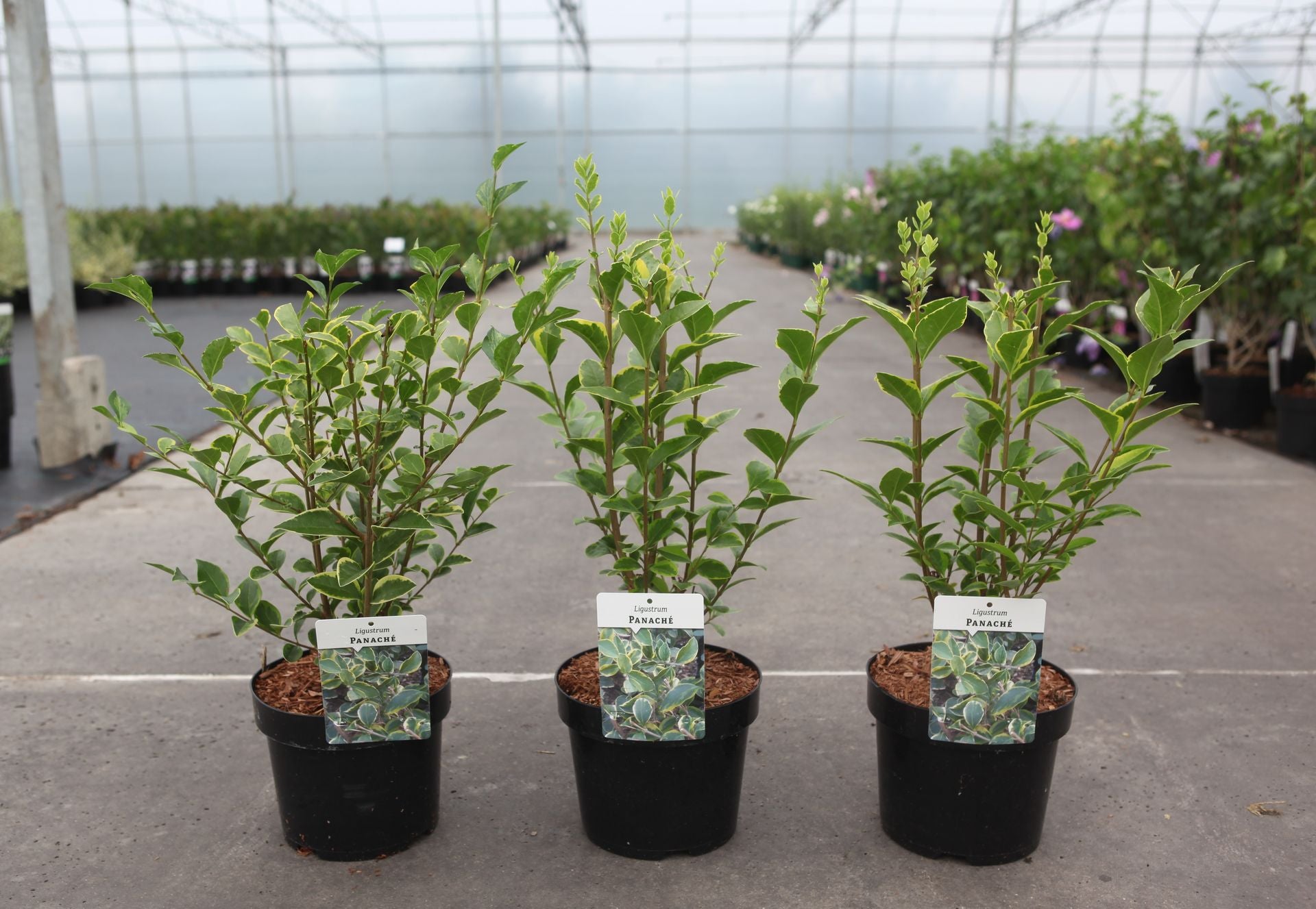 Ligustrum 'Panache'