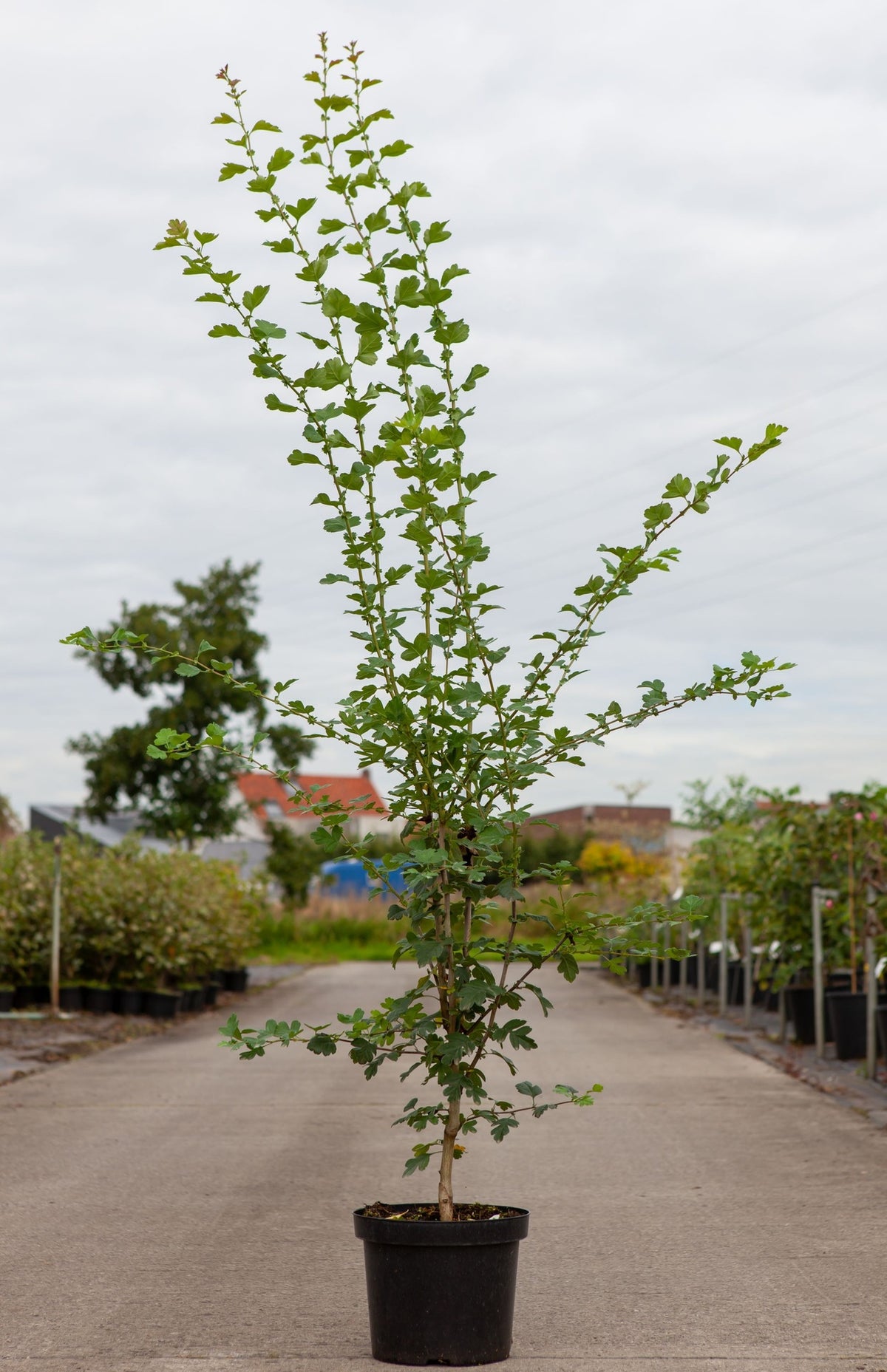 Crataegus media 'Paul's Scarlet'