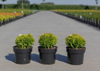 Thuja occidentalis 'Mirjam' (PBR)