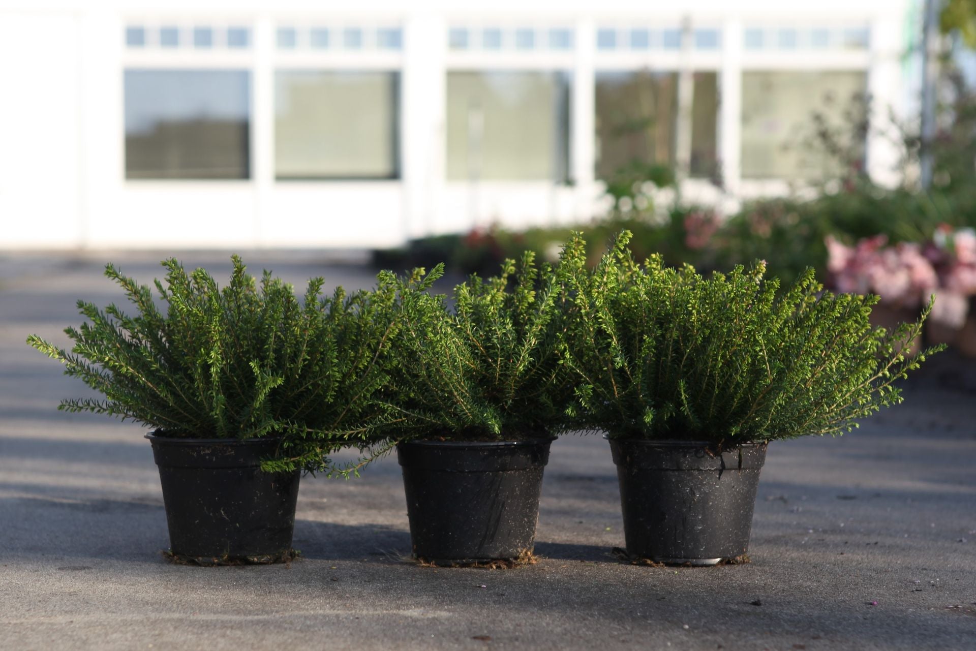 Erica carnea