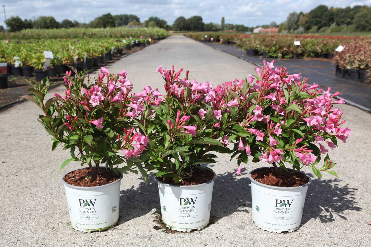 Weigela Proven Winners© COLOURTWIST© TWOPINK (PBR)