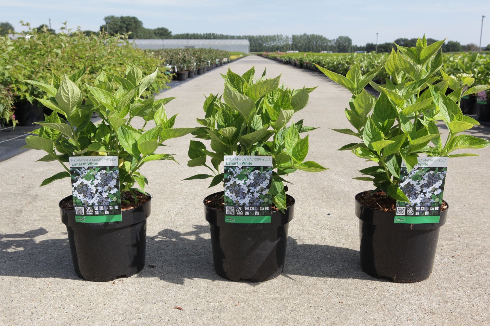 Hydrangea macrophylla ‘Lanarth White’ garden-ready lacecap hydrangea with strong leafy growth and white blooms