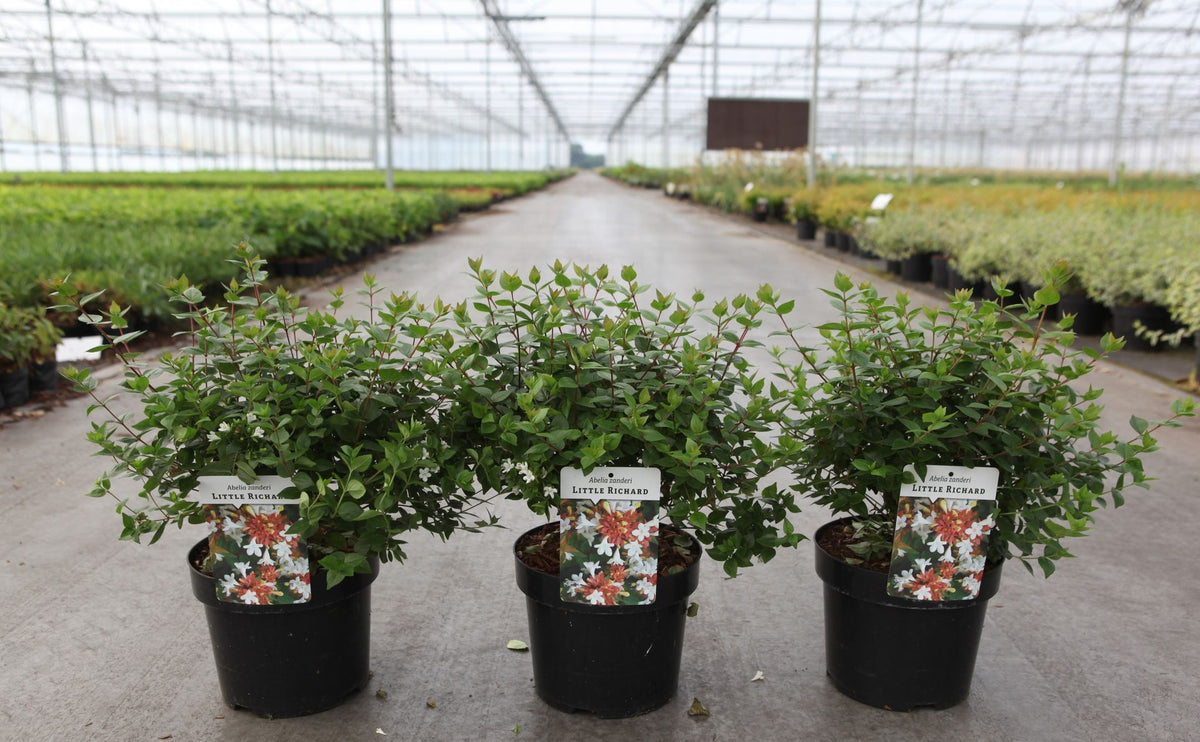 Abelia zanderi 'Little Richard'