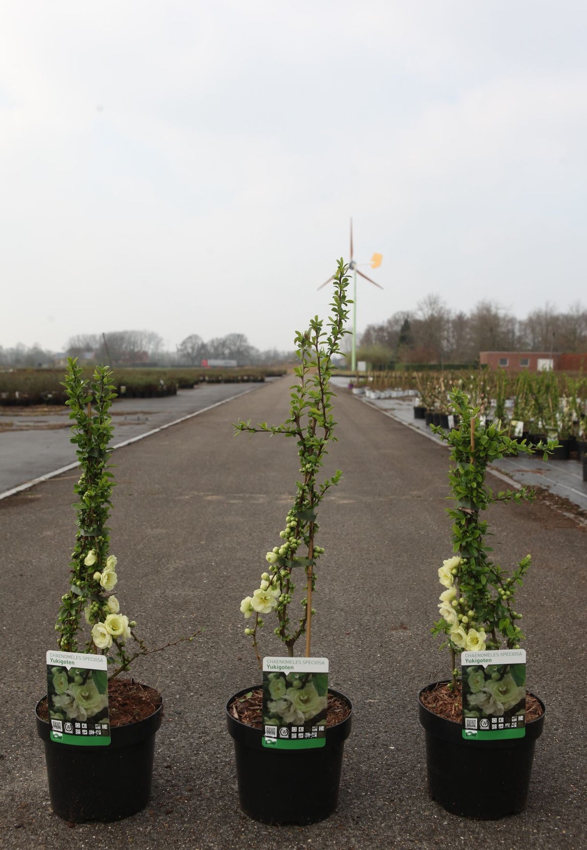 Chaenomeles speciosa 'Yukigoten'