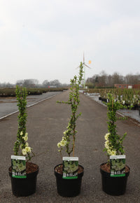 Chaenomeles speciosa 'Yukigoten'