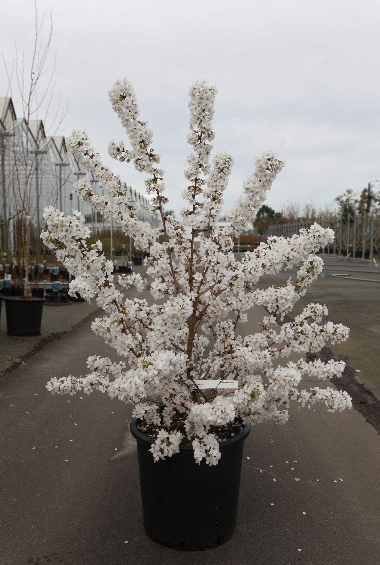 Prunus nipponica 'Brilliant'