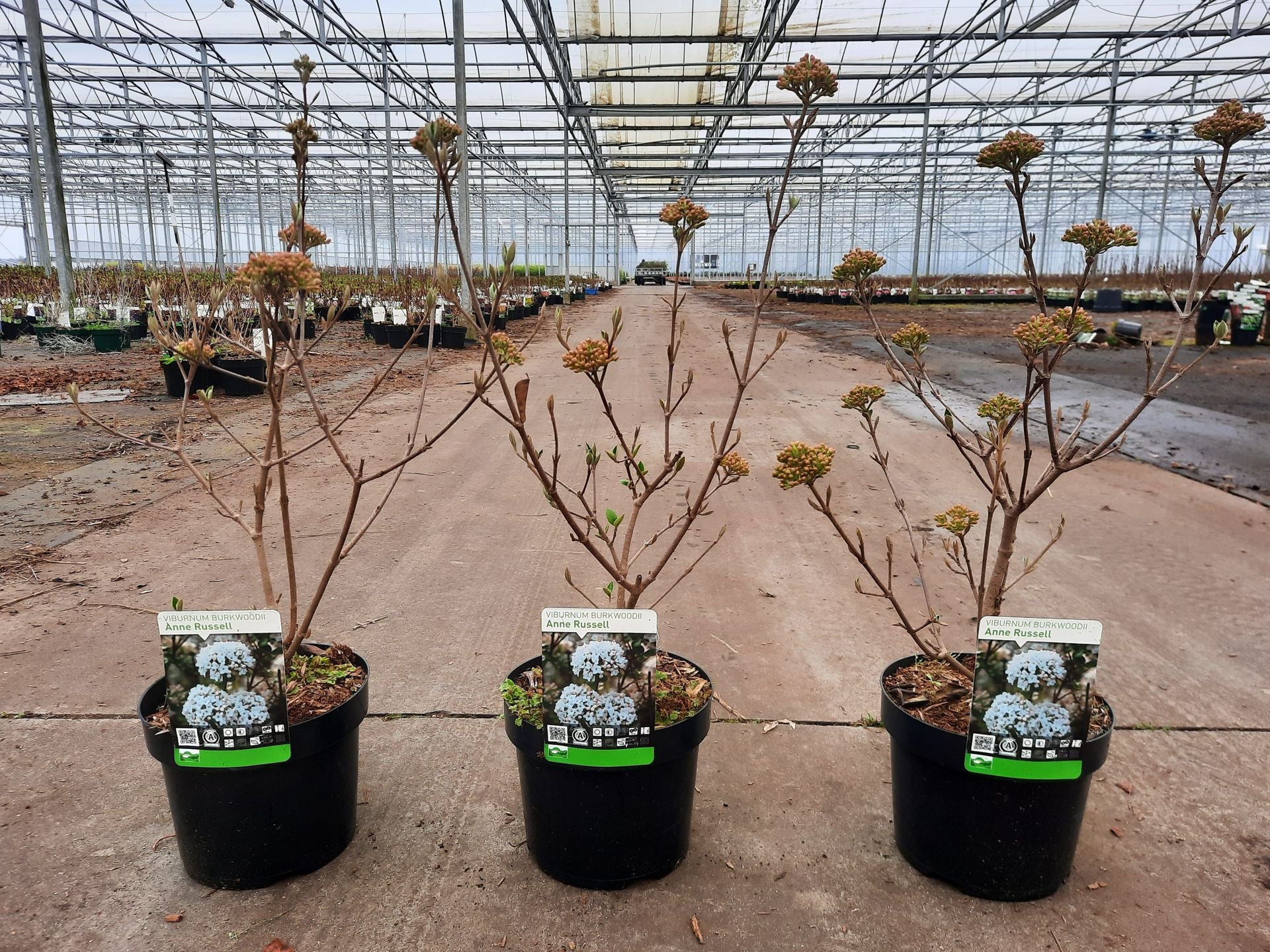 Viburnum burkwoodii 'Anne Russell'
