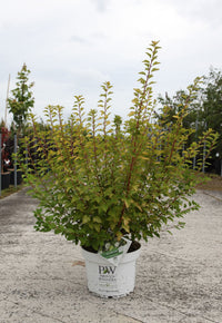 Physocarpus opulifolius Proven Winners© TINY WINE GOLD (PBR)
