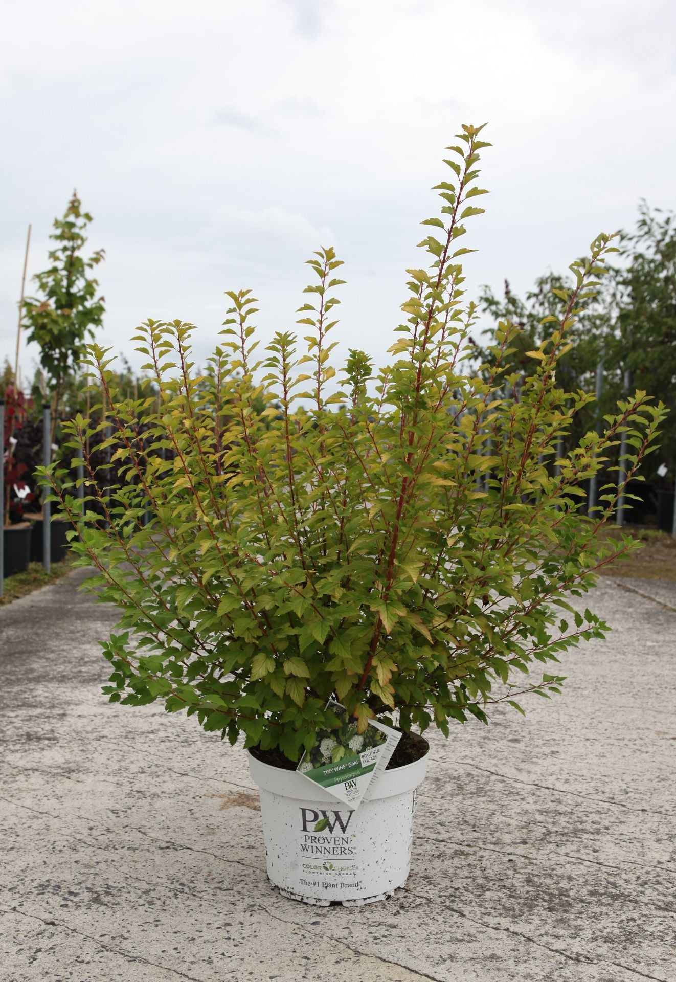 Physocarpus opulifolius Proven Winners© TINY WINE GOLD (PBR)