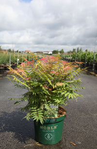 Sorbaria sorbifolia PINK HOPI (PBR)