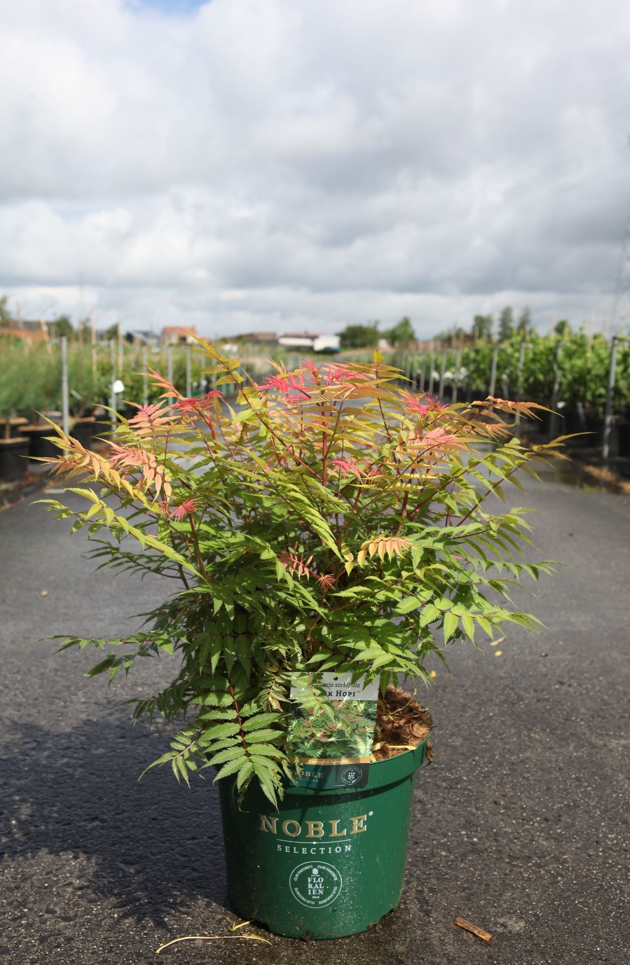 Sorbaria sorbifolia PINK HOPI (PBR)