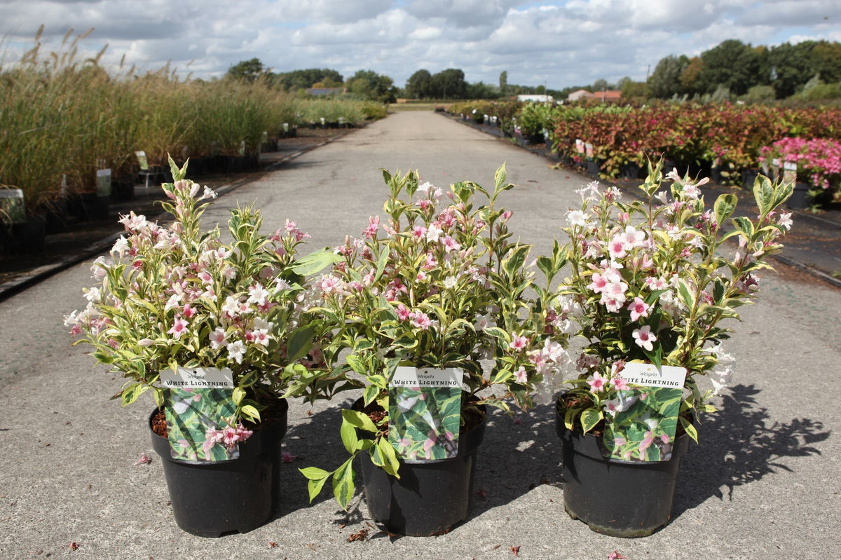 Weigela 'White Lightning'