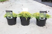 Juniperus horizontalis 'Golden Carpet'