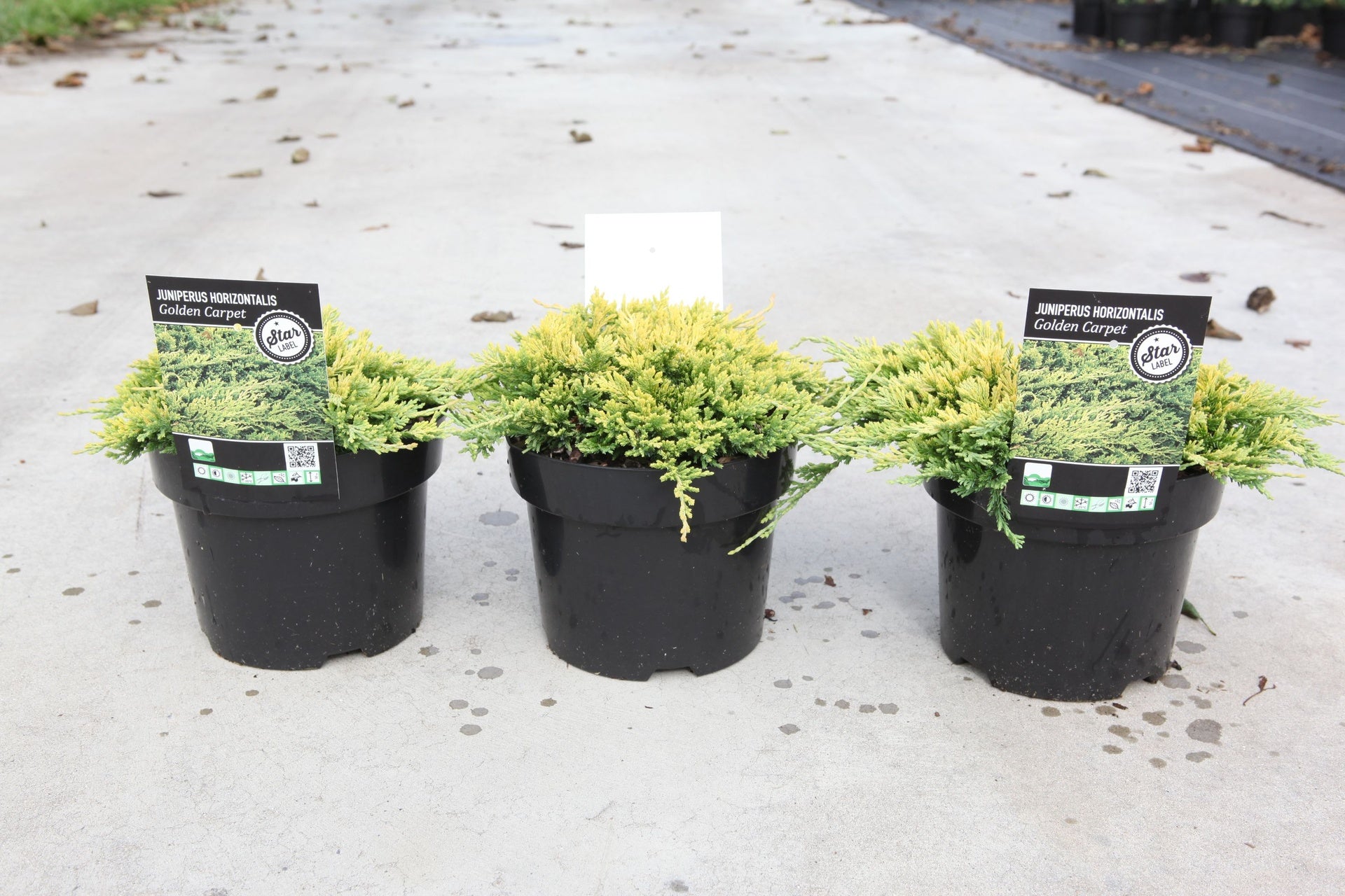 Juniperus horizontalis 'Golden Carpet'