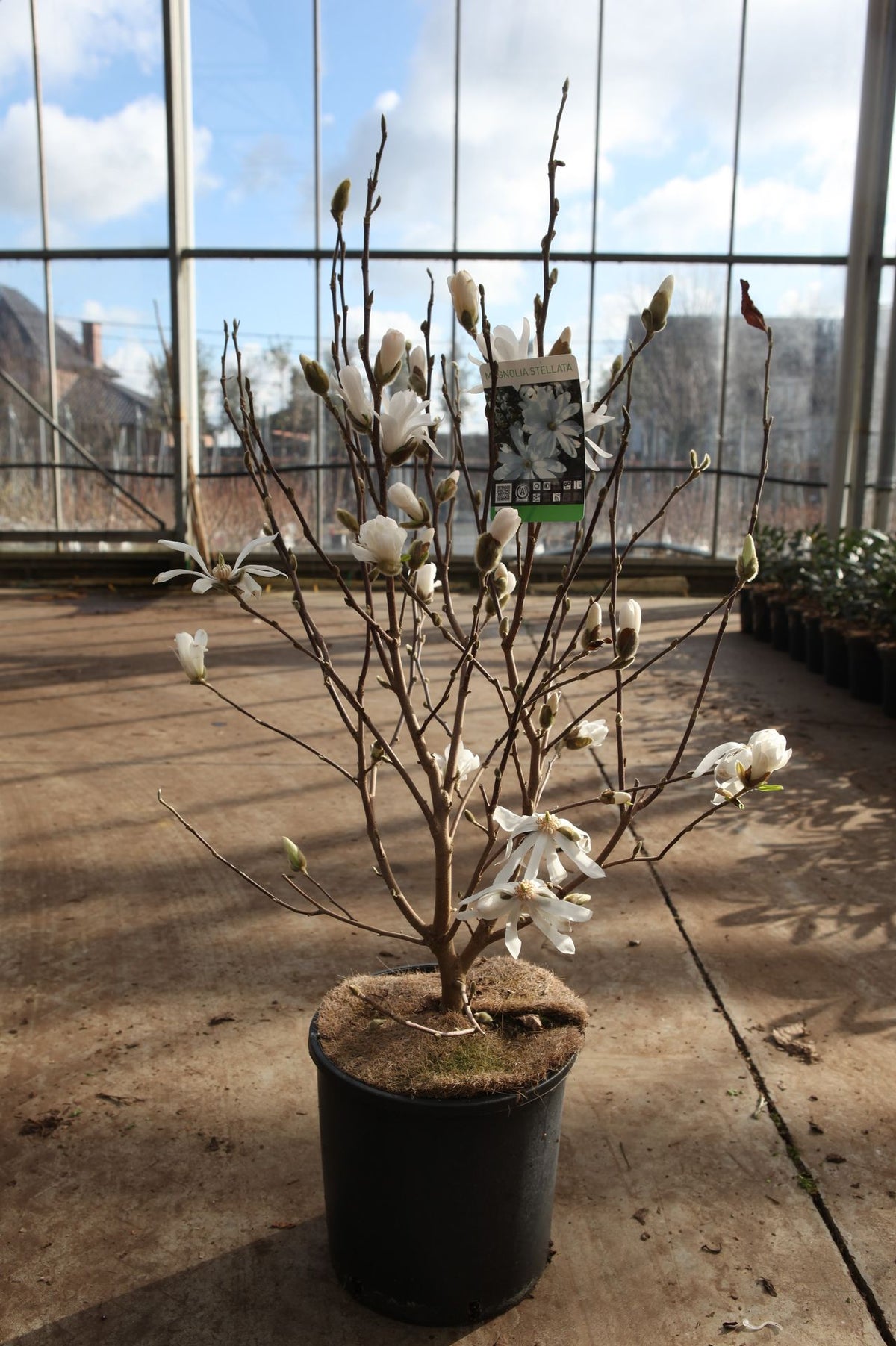 Magnolia stellata