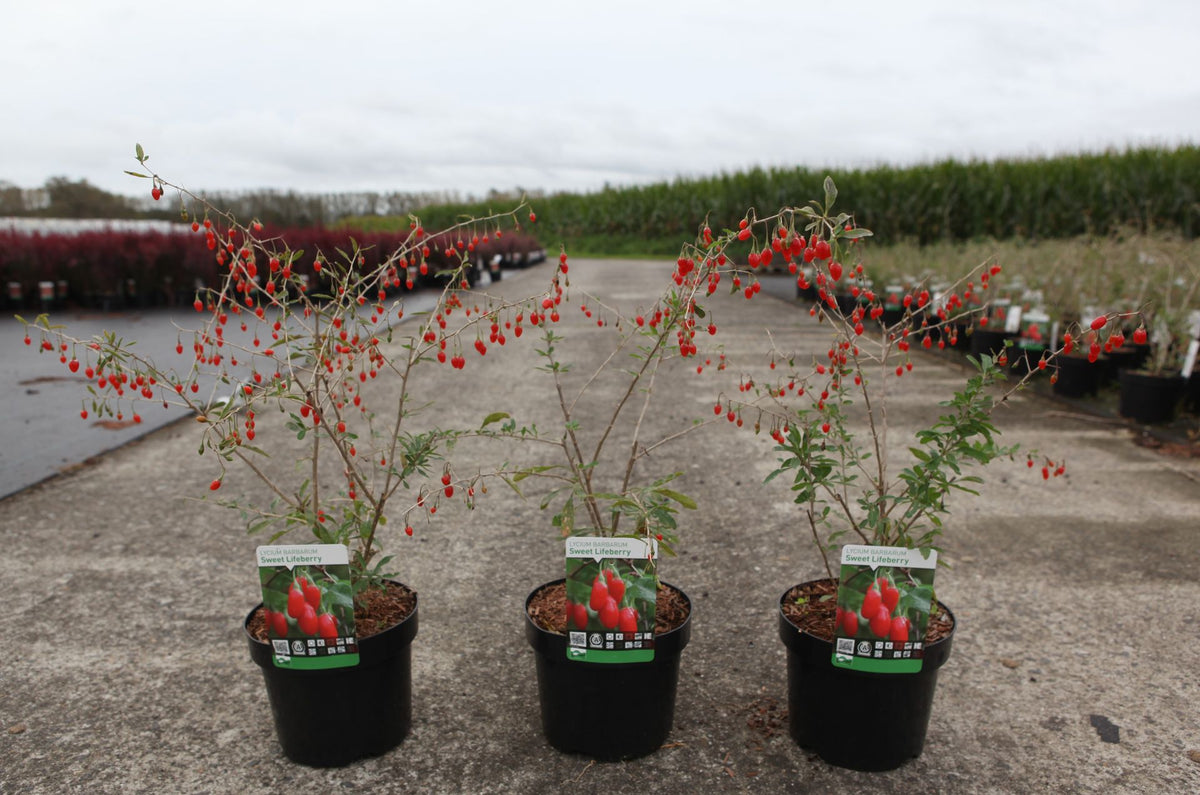 Lycium barbarum 'Sweet Lifeberry©'