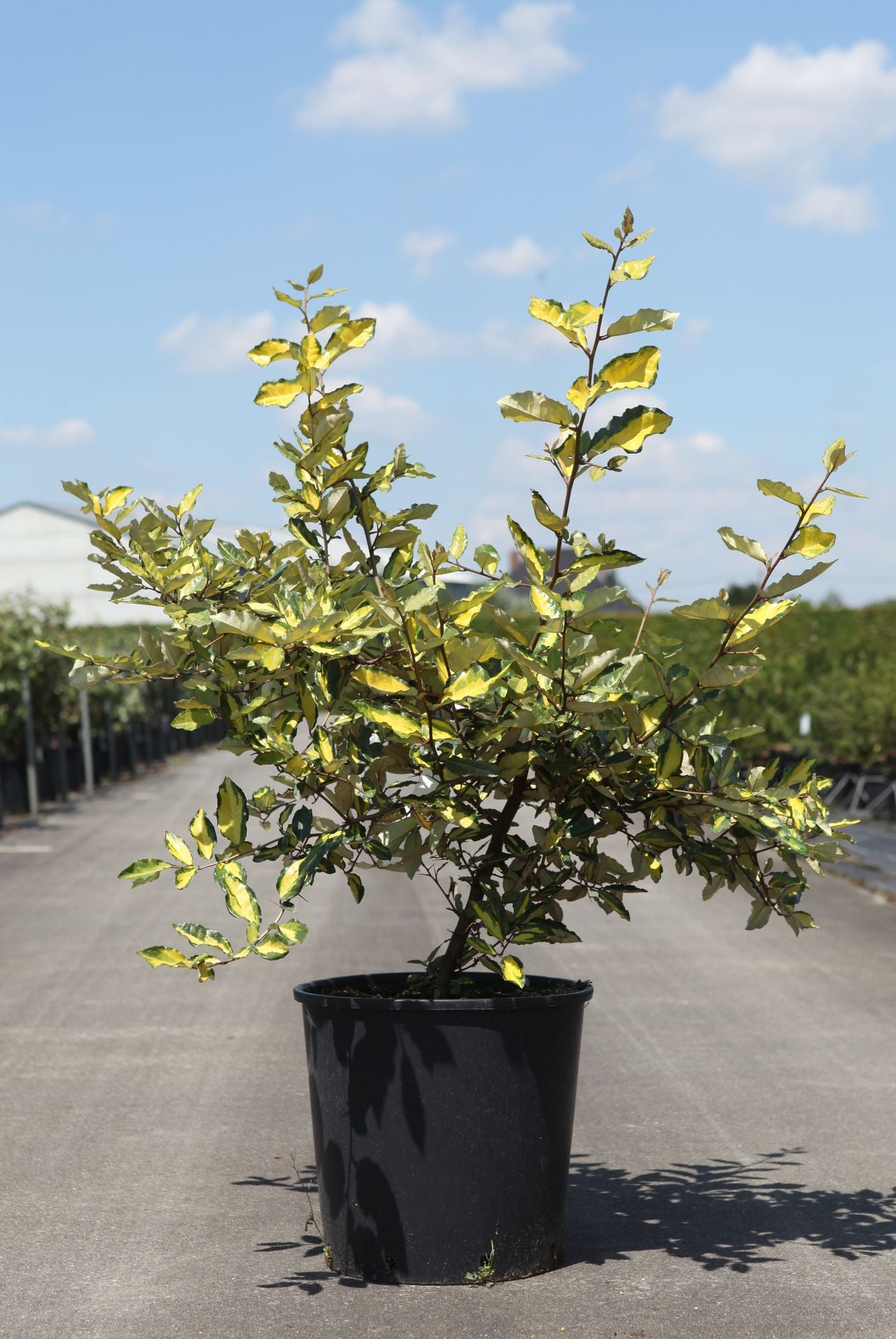 Elaeagnus pungens 'Maculata'
