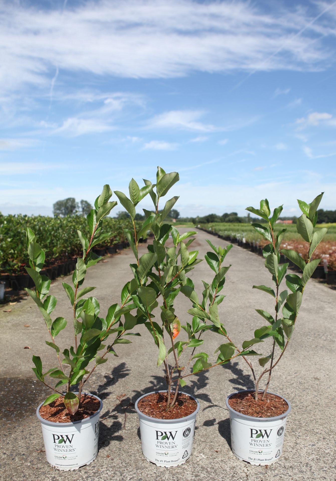 Aronia melanocarpa Proven Winners© REVONTULI© HEDGER (PBR)