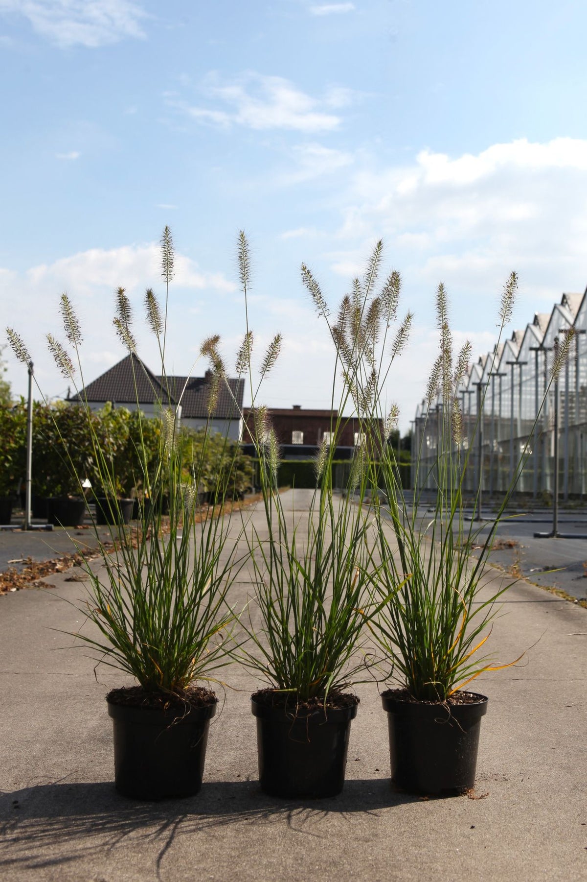 Pennisetum alopecuroides 'Hameln'