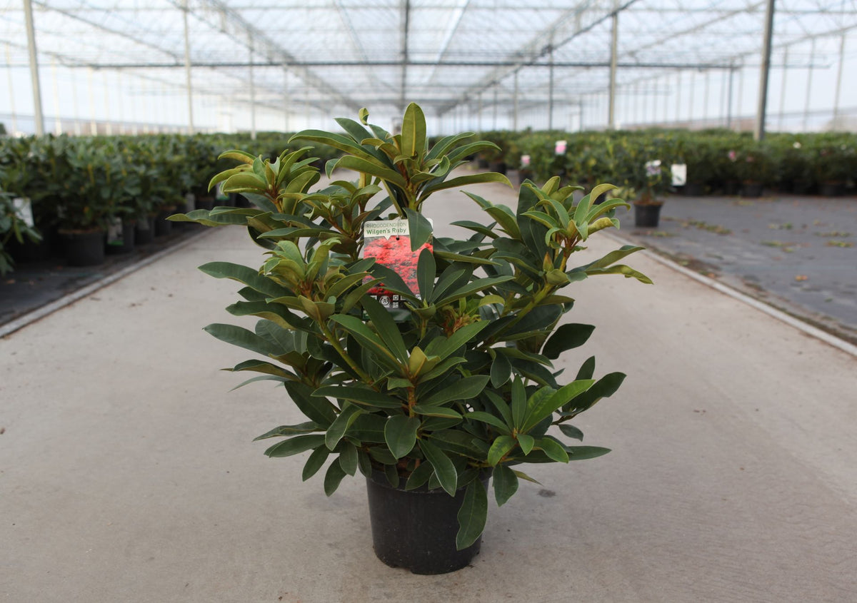 Rhododendron 'Wilgen's Ruby'