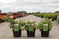 Viburnum plicatum 'Watanabe'