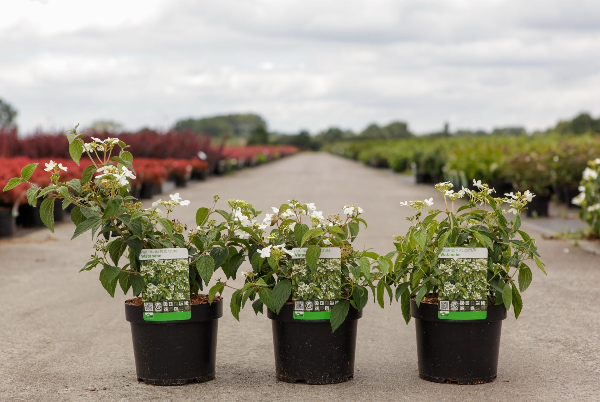 Viburnum plicatum 'Watanabe'