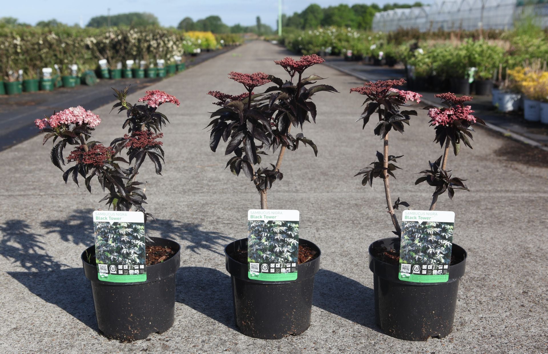 Sambucus nigra BLACK TOWER (PBR)