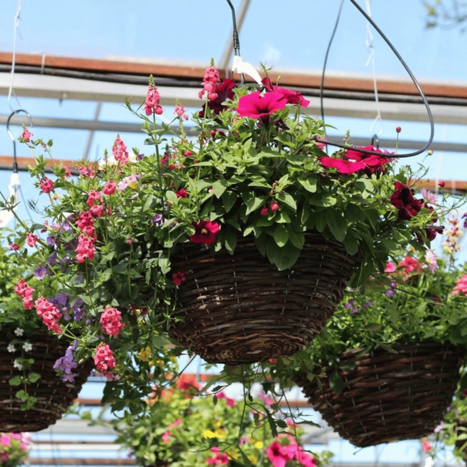 Mixed Summer Planted Hanging Basket