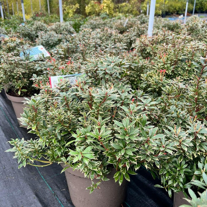 Quality shrubs and hedging plants for screening, structure and all-season garden interest.
