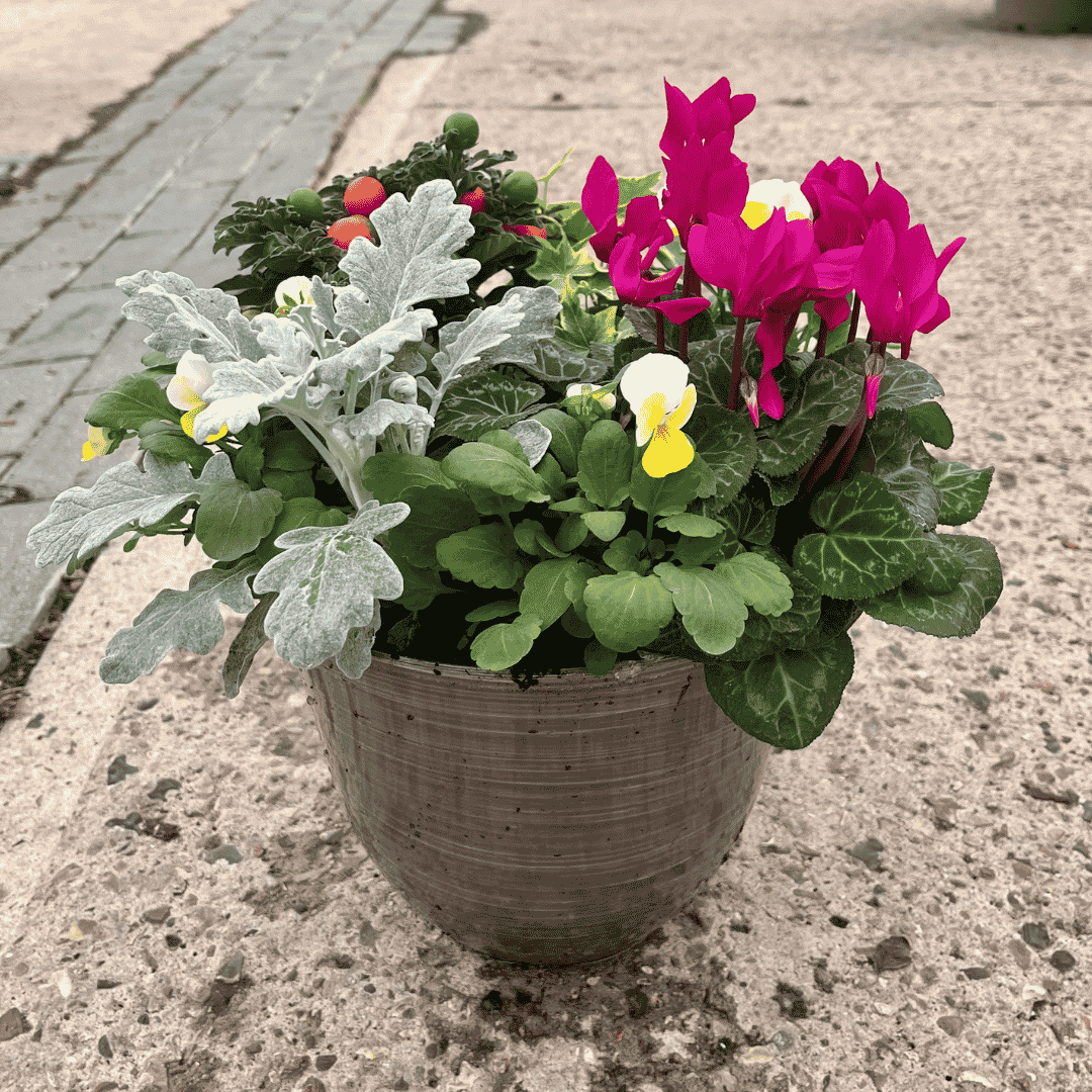 Planted stylish patio pot with a mix of lovely autumn/winter seasonal plants.