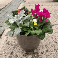 Planted stylish patio pot with a mix of lovely autumn/winter seasonal plants.