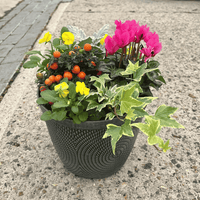 Grey patio plant with with a mixture of autumn/winter plants such as cyclamen, viola, silver leaf, ivy and solanum.