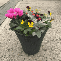 A dark grey decorative planter filled with a colorful flower arrangement, including pink cyclamen, yellow pansies, burgundy violas, and silver-leaf foliage, placed on a concrete sidewalk.