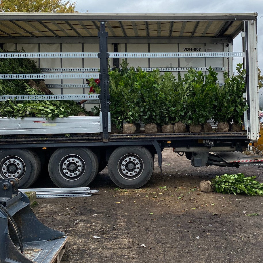 Root ball hedging plants ready for delivery, ideal for creating instant privacy screens and formal garden boundaries.