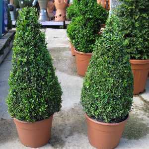 100% Natural Preserved Boxwood Topiary Bonsai Modern Greenery Plant Double  Balls Tree Ornaments - China Boxwood and Topiary price