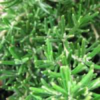 Tuscan Blue Rosemary Plants For Sale