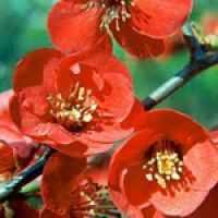 Buy Chaenomeles Superba Texas Scartlet Cheap Flowering Quince Plants Red Quince Plants