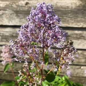 Cheap Ceanothus Pallidus Marie Rose Buy Pink Ceanothus Buy Ceanothus Shrubs