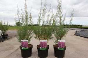 Cheap Tamarix Tetranda Online Buy Tamarix Online Plants Galore Online