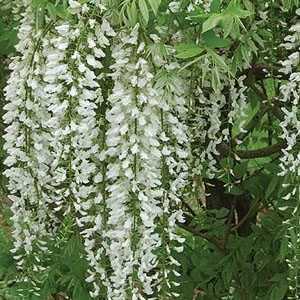 Wisteria brachybotrys 'Okayama' (Silky Wisteria)