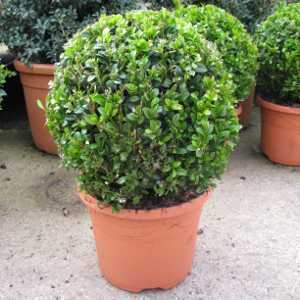 Cheap Buxus/Box Topiary Plants : Cheap Topiary Plants Uk