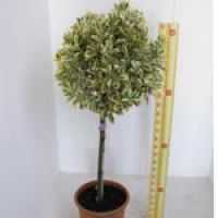 Cheap Euonymus Japonicus Aureopictus Aureus Shrubs Online Cheap Euonymus Hedging Plants For Sale Uk