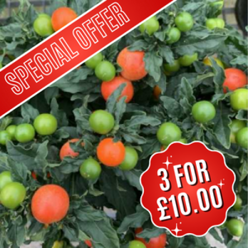 Buy Solanum Christmas Berry Plants Online : Cheap Christmas Berry ...