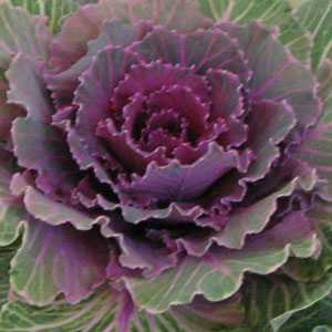 cabbage looking flower