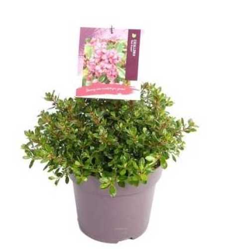 Buy Quality Escallonia Red Dream Online - Plants Galore Online Essex