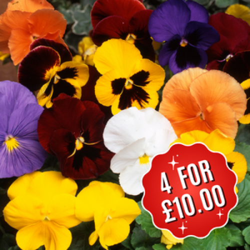 Buy Cheap Winter Flowering Pansy Online : Cheap Pansies Online : Pansy Essex