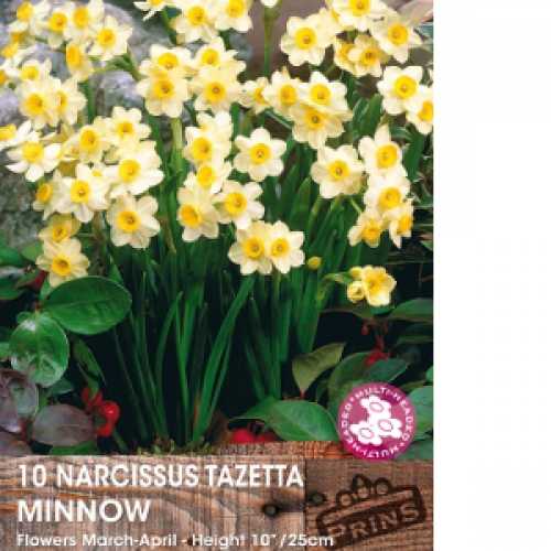 Buy Narcissus Tazetta Minnow Bulbs Buy Narcissus Bulbs Uk