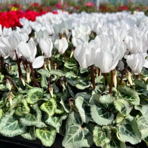 Cyclamen Mini Winter Potted White