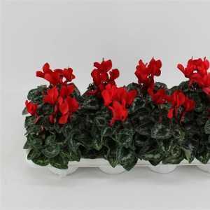 Cyclamen Super Series Winter Potted Red