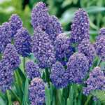 Muscari Armeniacum Blue Spike (Double Grape Hyacinths) Bulbs 20 Per Pack
